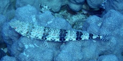 Synodus variegatus