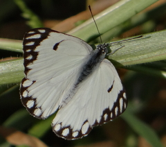 Belenois aurota