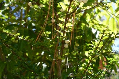 Randia chiapensis