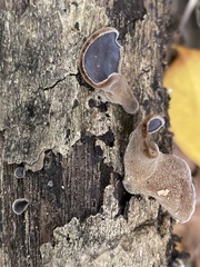 Auricularia polytricha