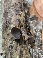 Auricularia polytricha
