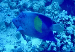 Pomacanthus maculosus