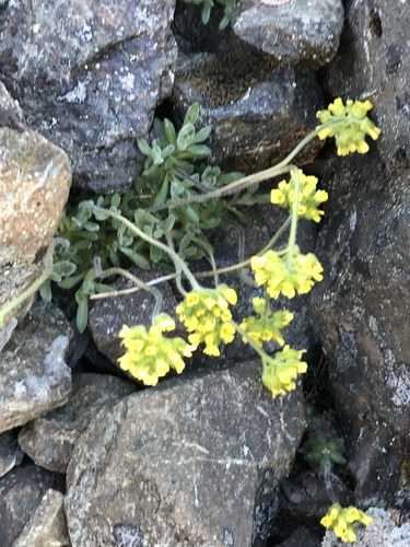 Rainier draba (Draba ruaxes)