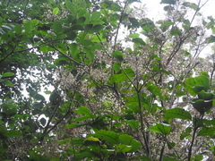Sterculia monosperma