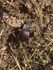 Scaphinotus elevatus