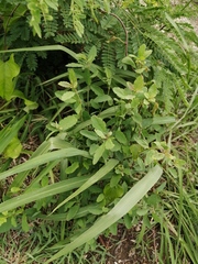 Porophyllum ruderale