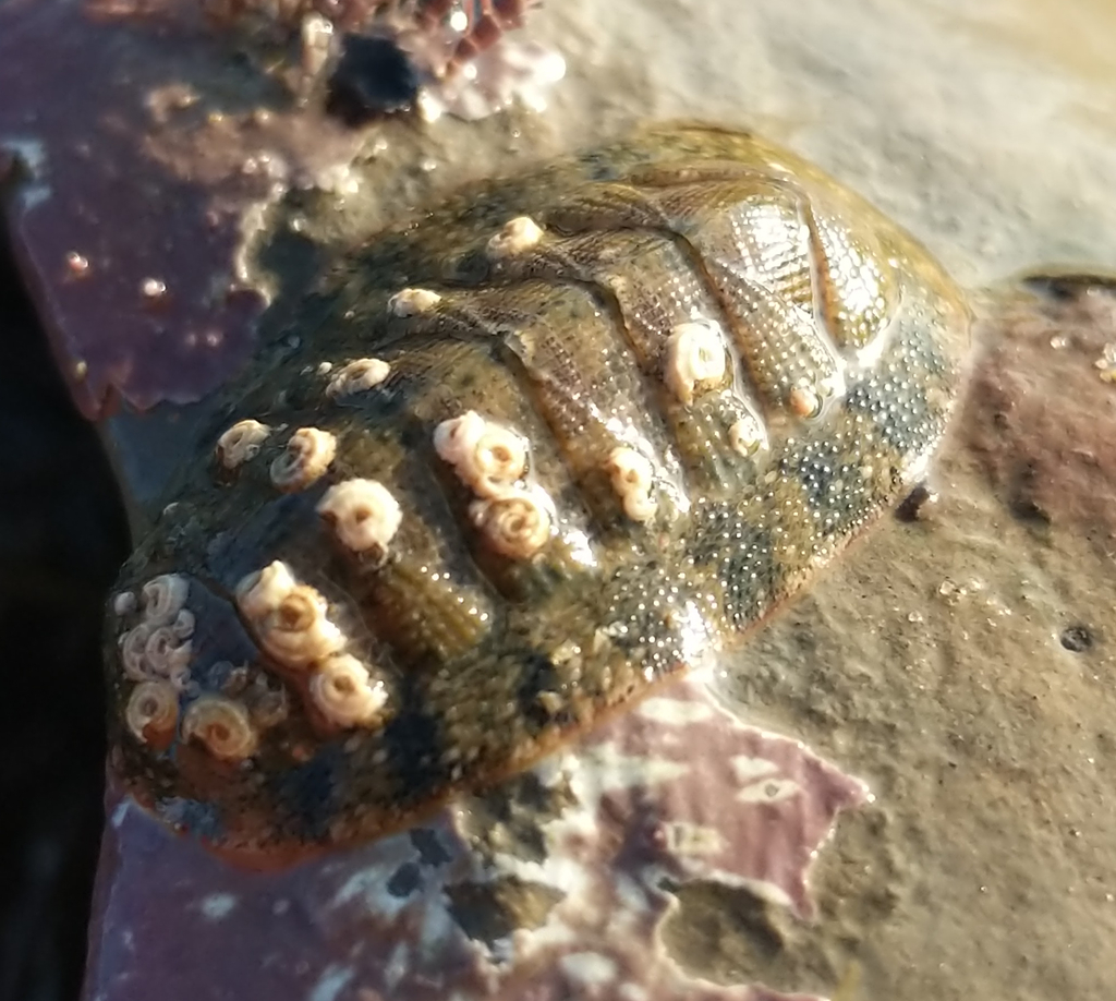 Lepidozona pectinulata