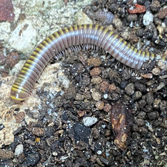 Anadenobolus monilicornis