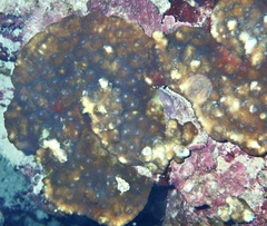 Echinopora hirsutissima