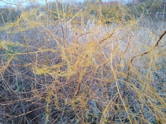 Asparagus verticillatus