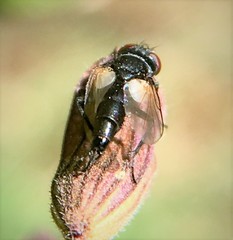 Leucostoma