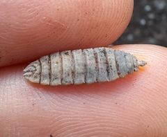 Stratiomyidae
