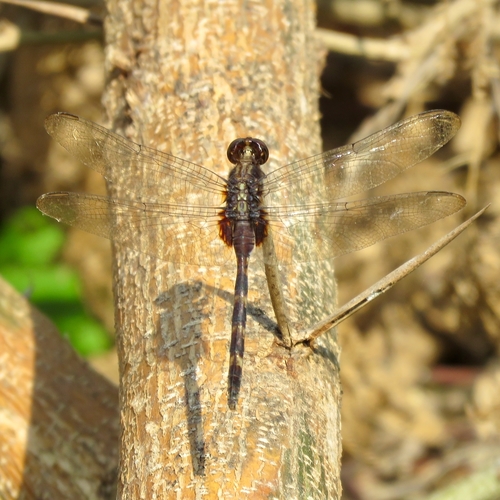 Pin-tailed Pondhawk