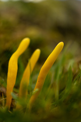 Clavulinopsis helvola