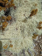 Usnea contexta