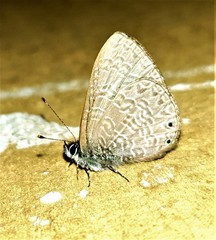 Pseudonacaduba sichela sichela