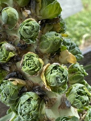 Brassica oleracea gemmifera