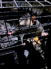 Philander opossum