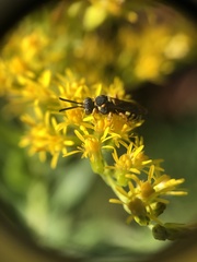 Nomada placida