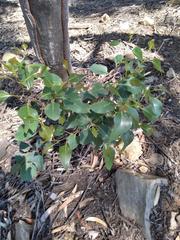 Eucalyptus cladocalyx