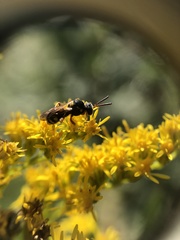 Nomada placida