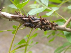 Membracidae