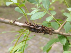 Membracidae