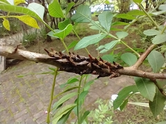 Membracidae