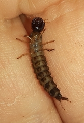 Ocypus olens