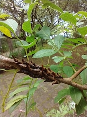 Membracidae