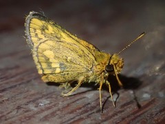 Taractrocera luzonensis tissara