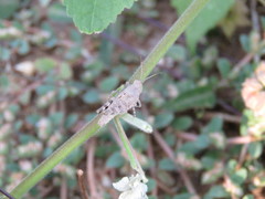 Heliastus sumichrasti