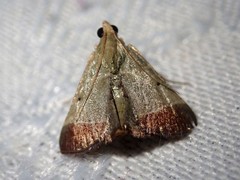 Tegulifera drapesalis