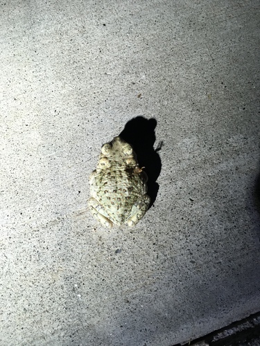 iNaturalist observation photo of Red-spotted Toad