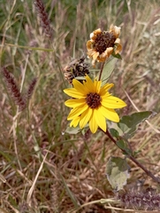 Helianthus annuus