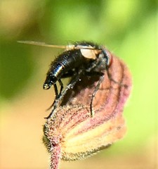 Leucostoma
