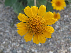 Tithonia paneroi