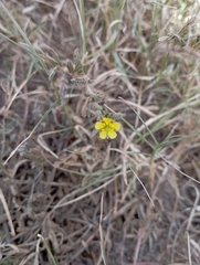 Tribulus terrestris