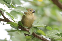 Sporophila corvina
