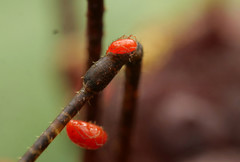 Parasitiformes