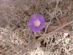 Ipomoea purpurea