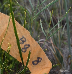 Phyllanthus klotzschianus