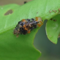 Ocyptamus gastrostactus