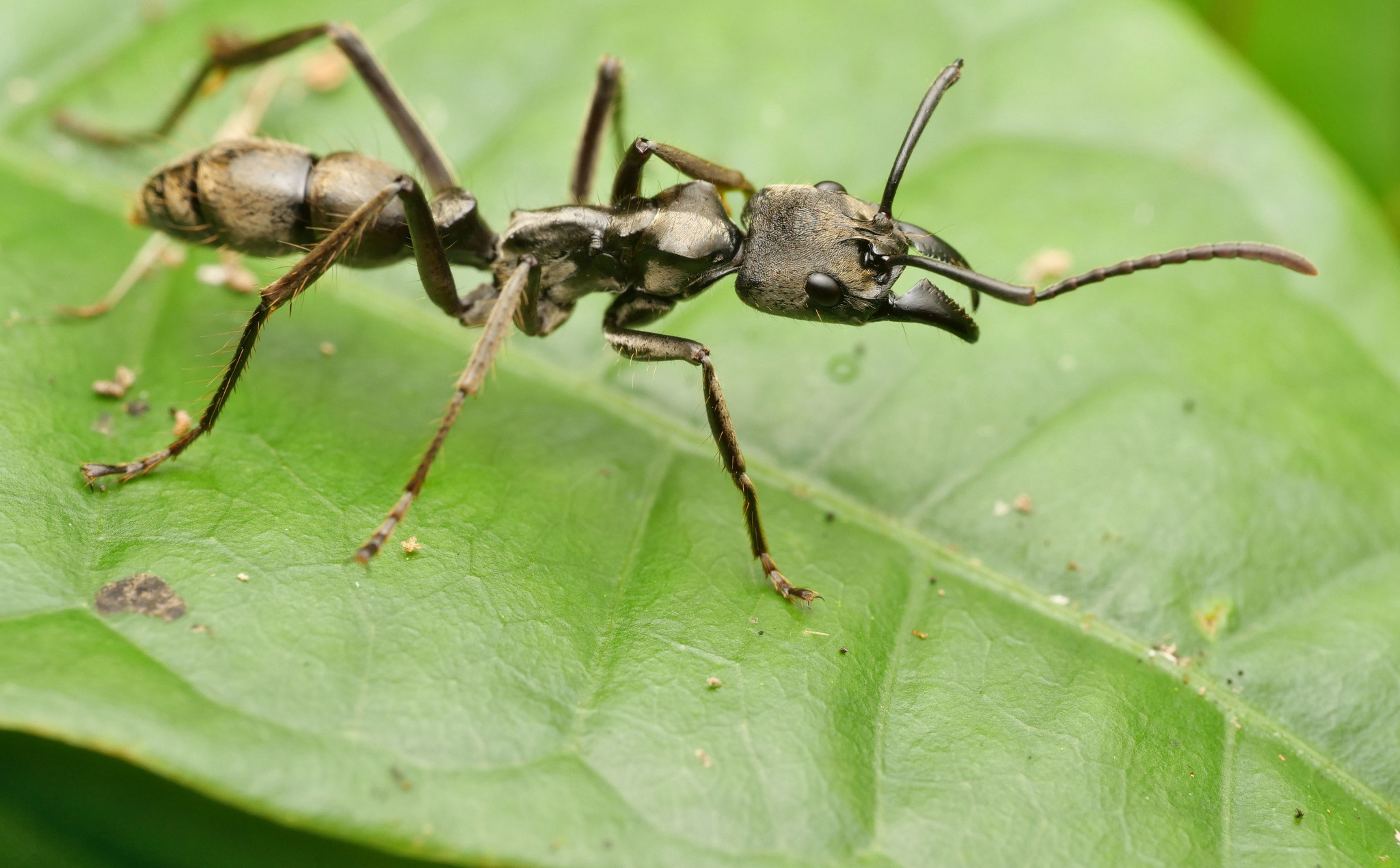 Neoponera curvinodis