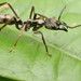 Neoponera Panther Ants - Photo no rights reserved, uploaded by Philipp Hoenle