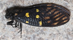 Gaeana maculata