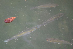 Planiliza subviridis