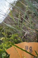 Phyllanthus klotzschianus