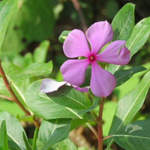 Vicaria (Catharanthus roseus)