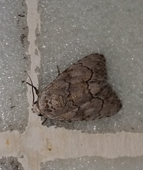 Barasa acronyctoides